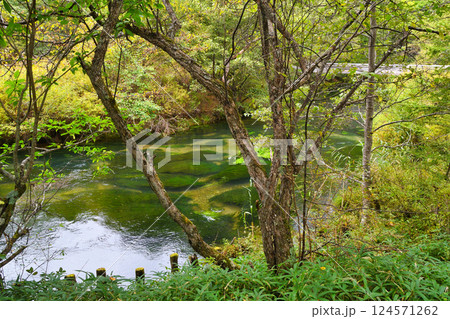 戦場ヶ原自然研究路 湯川 (栃木県日光市) 戦場ヶ原自然研究路 湯川 (栃木県日光市) 124571262