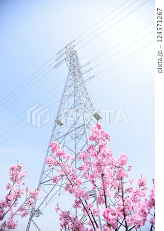 春素材 明るい空と満開のあきしまさくら 春素材 明るい空と満開のあきしまさくら 124571267