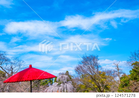 円山公園の野点傘 124571278