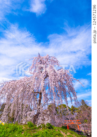 円山公園の枝垂桜 円山公園の枝垂桜 124571296