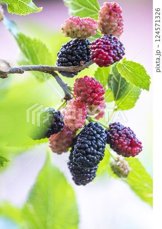 桑の実 124571326
