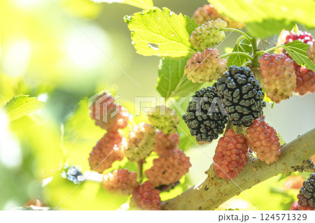 桑の実 桑の実 124571329