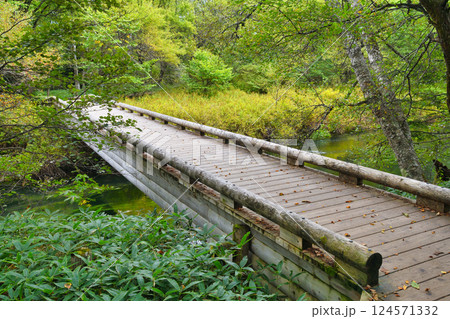 戦場ヶ原自然研究路　青木橋（栃木県日光市） 124571332