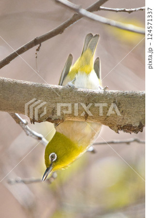 逆さまメジロの瞬間 逆さまメジロの瞬間 124571337