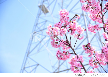 春素材　明るい空と満開のあきしまさくら 124571386
