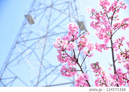 春素材　明るい空と満開のあきしまさくら 124571388