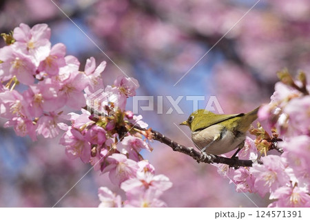 河津桜に止まるメジロ 124571391
