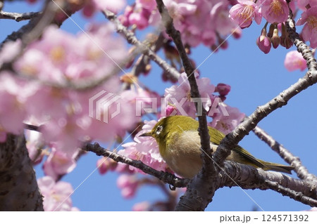 河津桜と枝に止まる美しいメジロ　春 124571392
