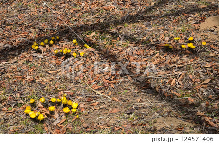 童謡の森ふれあいパーク　2025-2-11　＃5 124571406