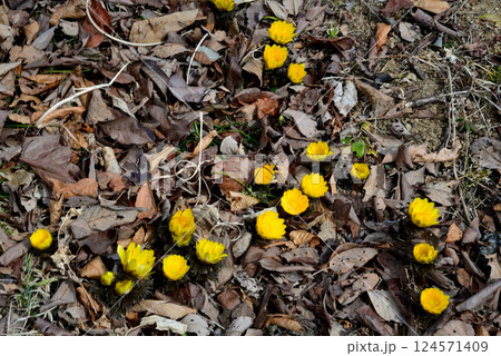 童謡の森ふれあいパーク　2025-2-11　＃8 124571409