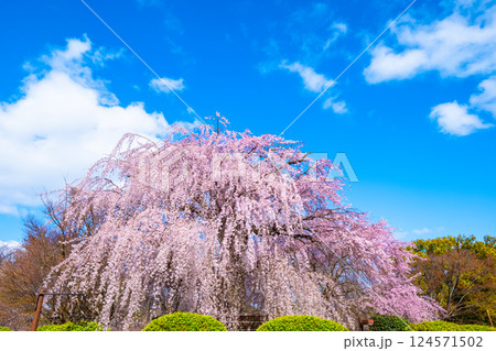 京都の祇園枝垂桜 124571502