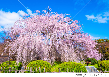 京都の祇園枝垂桜 京都の祇園枝垂桜 124571505