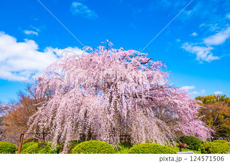 京都の祇園枝垂桜 京都の祇園枝垂桜 124571506