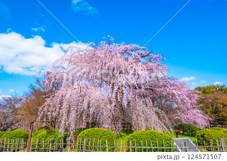 京都の祇園枝垂桜 京都の祇園枝垂桜 124571507
