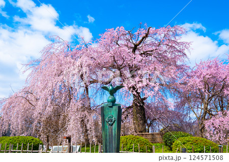 京都の祇園枝垂桜と紅枝垂桜 124571508