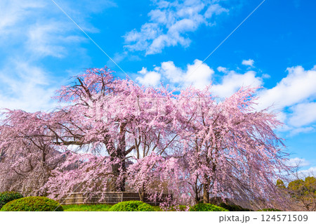 京都の祇園枝垂桜と紅枝垂桜 124571509
