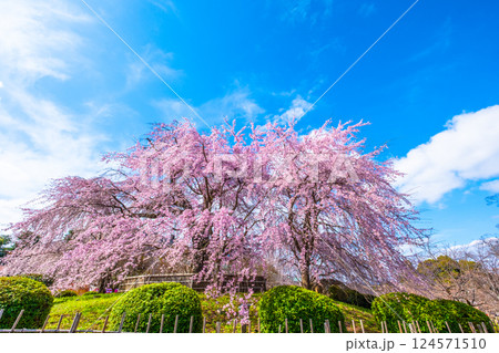 京都の祇園枝垂桜と紅枝垂桜 京都の祇園枝垂桜と紅枝垂桜 124571510