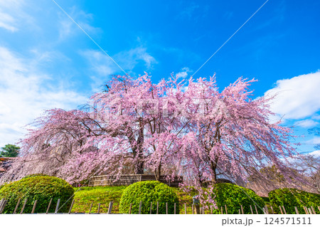 京都の祇園枝垂桜と紅枝垂桜 京都の祇園枝垂桜と紅枝垂桜 124571511
