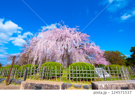 京都の祇園枝垂桜 京都の祇園枝垂桜 124571537