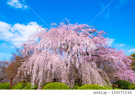 京都の祇園枝垂桜 京都の祇園枝垂桜 124571538