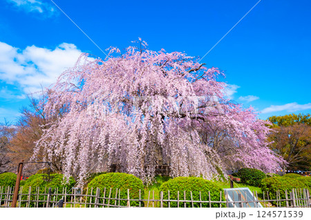 京都の祇園枝垂桜 124571539