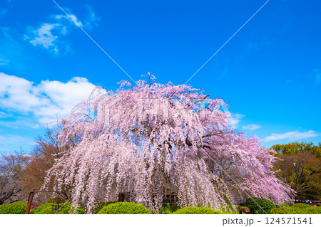 京都の祇園枝垂桜 124571541