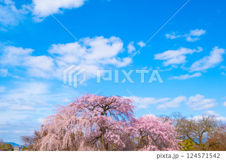 京都の祇園枝垂桜と紅枝垂桜 京都の祇園枝垂桜と紅枝垂桜 124571542