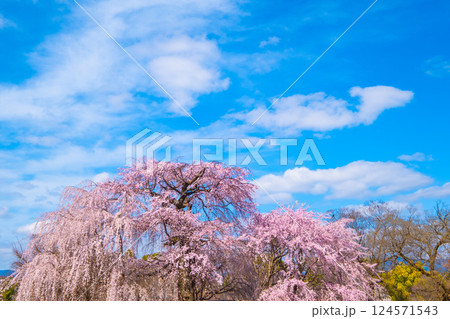 京都の祇園枝垂桜と紅枝垂桜 京都の祇園枝垂桜と紅枝垂桜 124571543