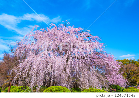 京都の祇園枝垂桜 京都の祇園枝垂桜 124571548