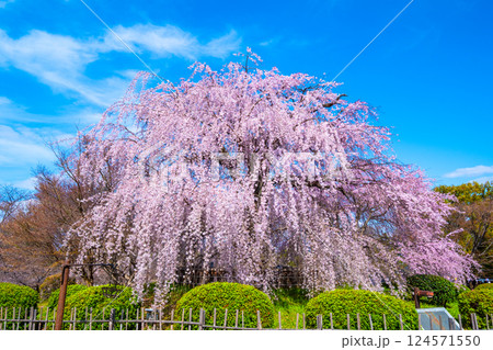 京都の祇園枝垂桜 124571550