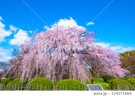 京都の祇園枝垂桜 京都の祇園枝垂桜 124571664