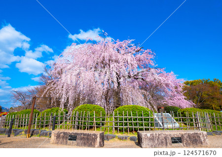 京都の祇園枝垂桜 124571670