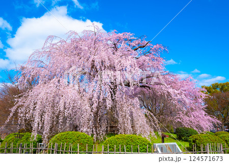 京都の祇園枝垂桜 124571673
