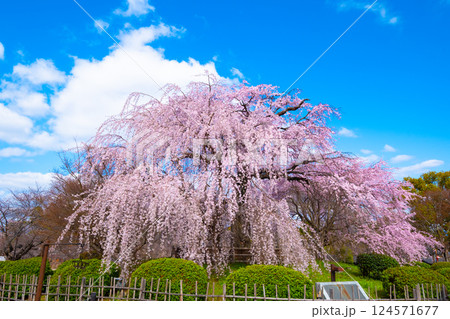 京都の祇園枝垂桜 124571677