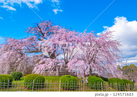 京都の祇園枝垂桜と紅枝垂桜 124571683