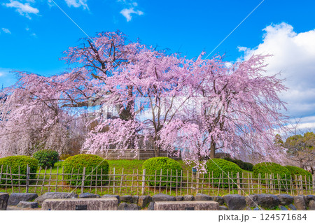 京都の祇園枝垂桜と紅枝垂桜 124571684