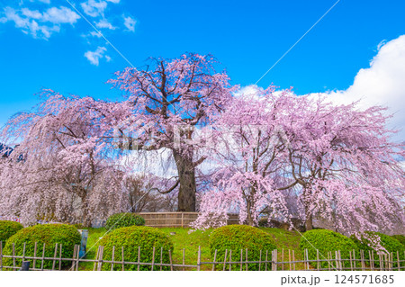 京都の祇園枝垂桜と紅枝垂桜 124571685