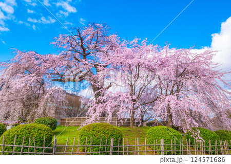 京都の祇園枝垂桜と紅枝垂桜 124571686