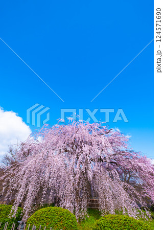 京都の祇園枝垂桜 124571690