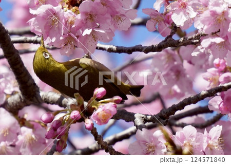 河津桜の蜜を吸うメジロ　青空背景 124571840