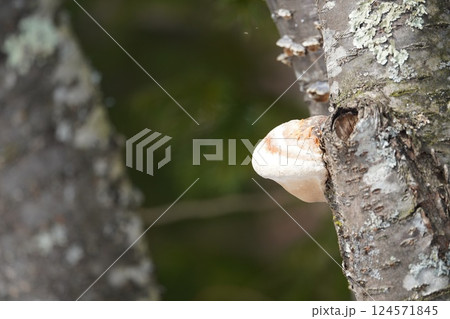 円盤のようなサルノコシカケ 124571845