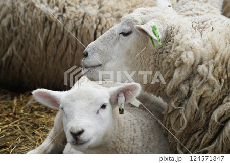 羊の親子 124571847