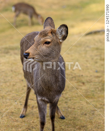 奈良公園の鹿 大仏殿西 鹿三態 その3 2024年12月25日 124571990