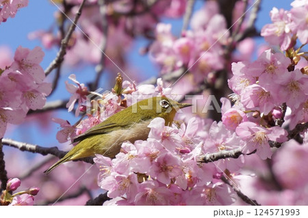 河津桜の枝に止まる美しいメジロ　春　青空 124571993