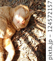 幸せそうに眠る猫 124572157