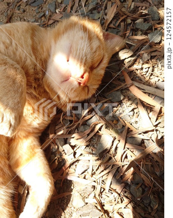 幸せそうに眠る猫 幸せそうに眠る猫 124572157