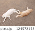 脚をつけて昼寝をする2匹の猫 124572158