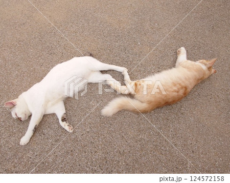 脚をつけて昼寝をする2匹の猫 脚をつけて昼寝をする2匹の猫 124572158