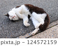 昼寝する猫 124572159