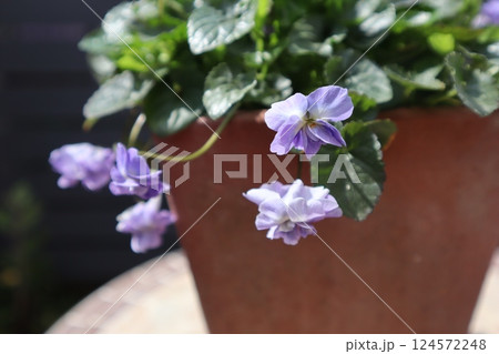 春に咲く紫色のニオイスミレ 春に咲く紫色のニオイスミレ 124572248